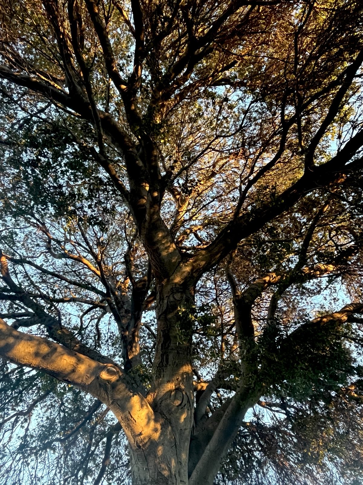 photo of the interior of a coast live oak tree, the very tree i talk about here