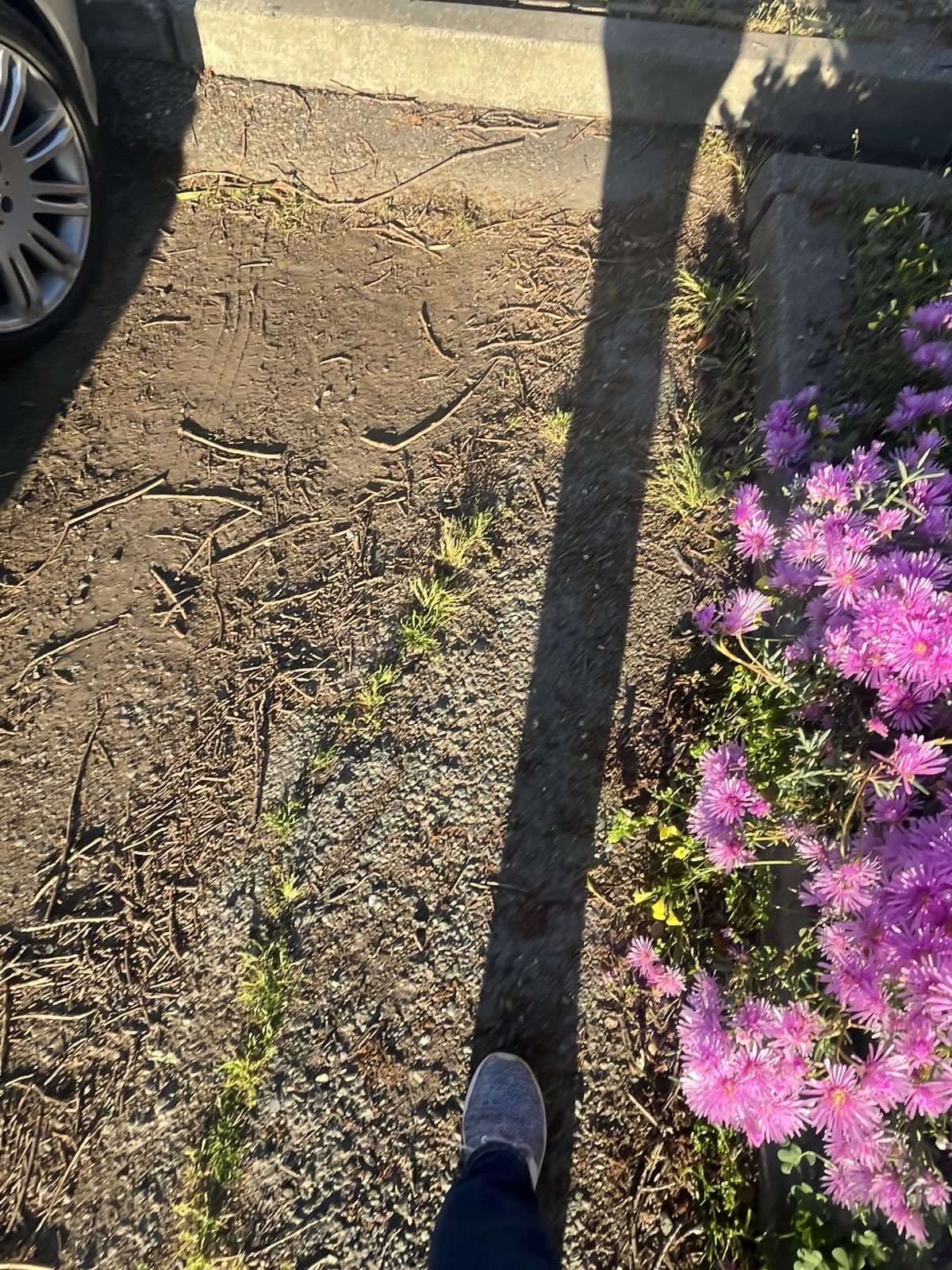 A sneakered foot in a gravel parking lot with purple flowers on one side and a car tire on the other