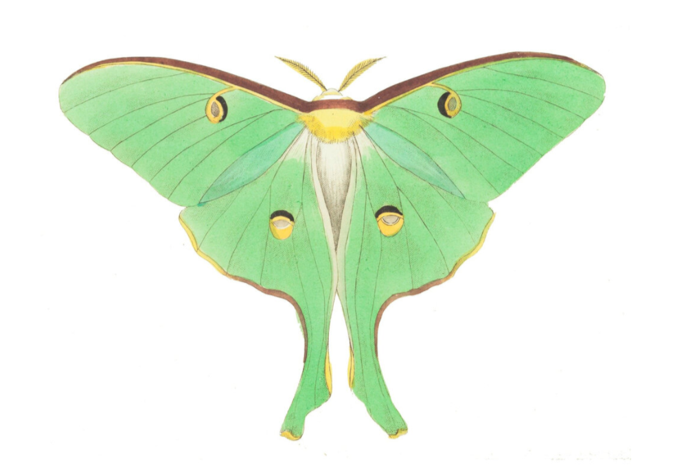 illustration of a green luna moth