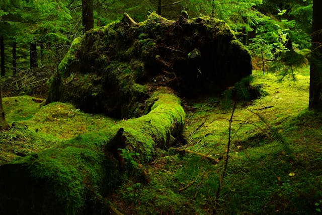 moss on fallen tree in woods-photo by pixabay