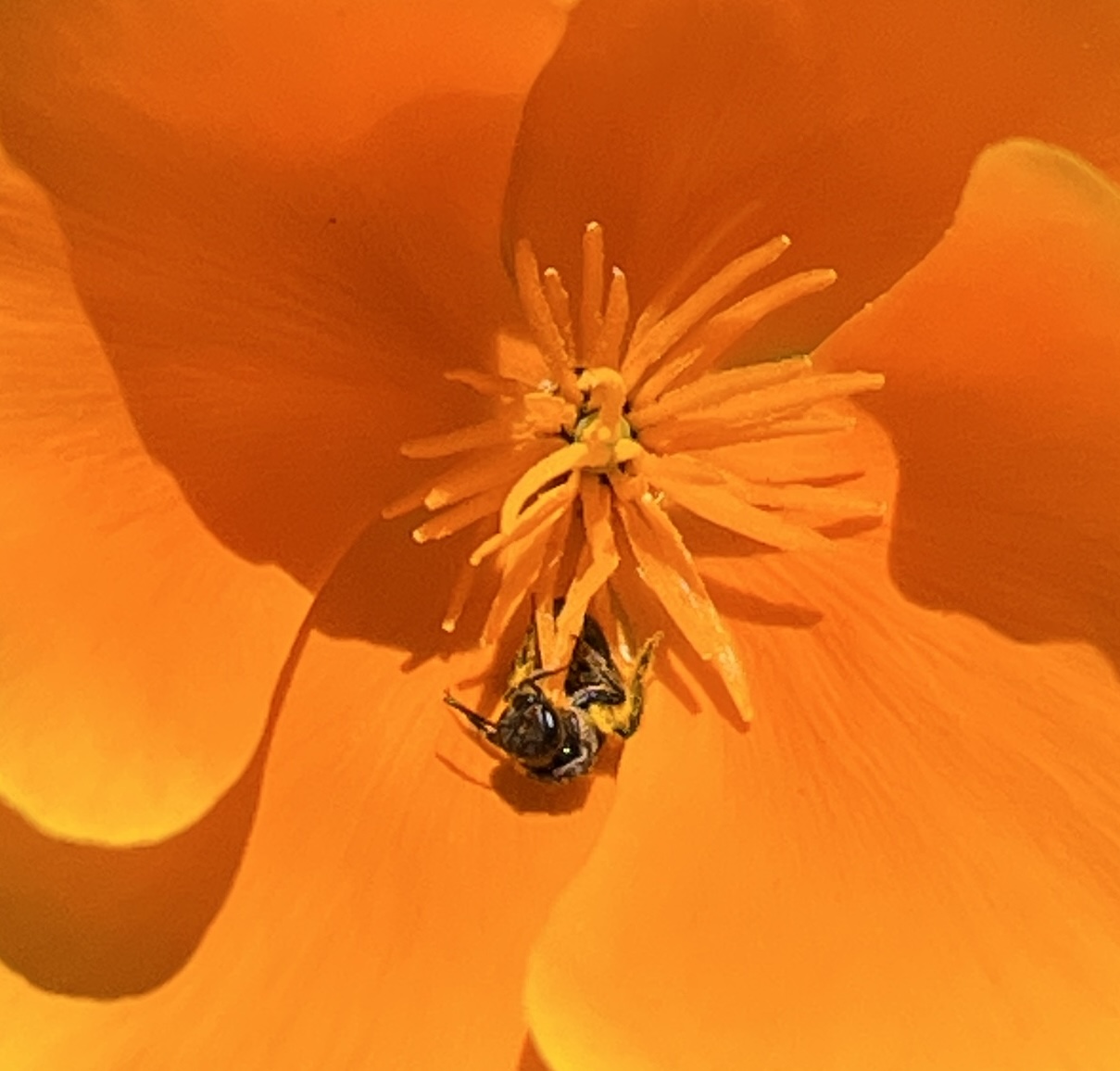 close-up of a bee inside a golden California Poppy flower